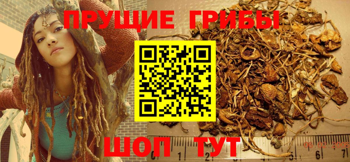 Псилоцибиновые грибы Psilocybine cubensis Прокопьевск